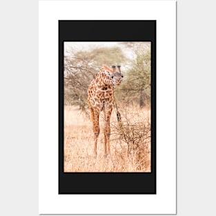 Serengeti Giraffe #2 Posters and Art